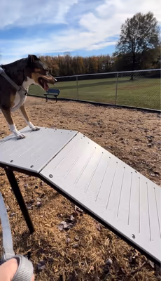 River Road Dog Park photo 1